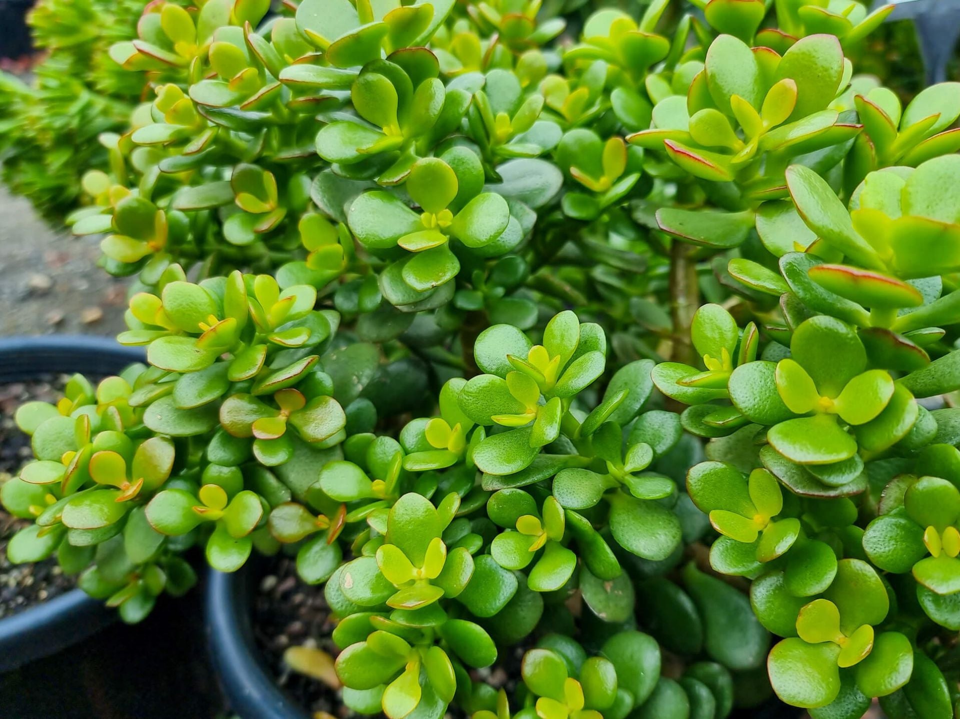 Feuilles de Crassula