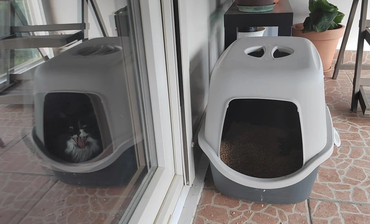 Chat dans un miroir