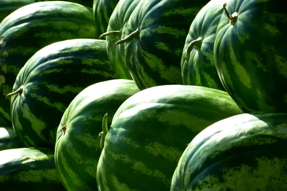 Pastèque comme ventre de grossesse