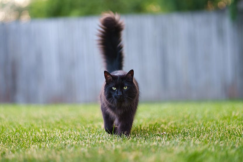 Chat noir dans un intérieur