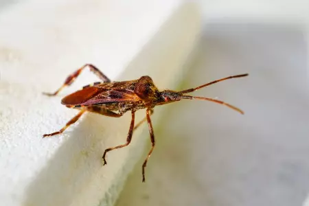 Punaise hématophage sur une surface sombre