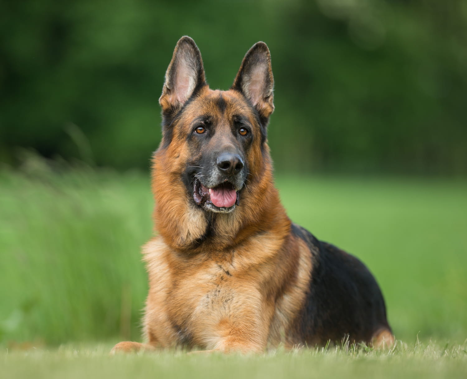 Chien de berger allemand