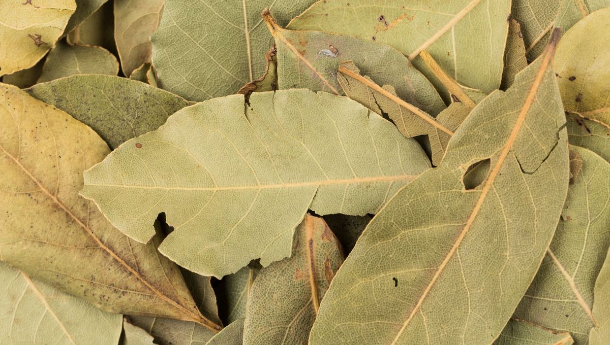 Feuilles de laurier séchées