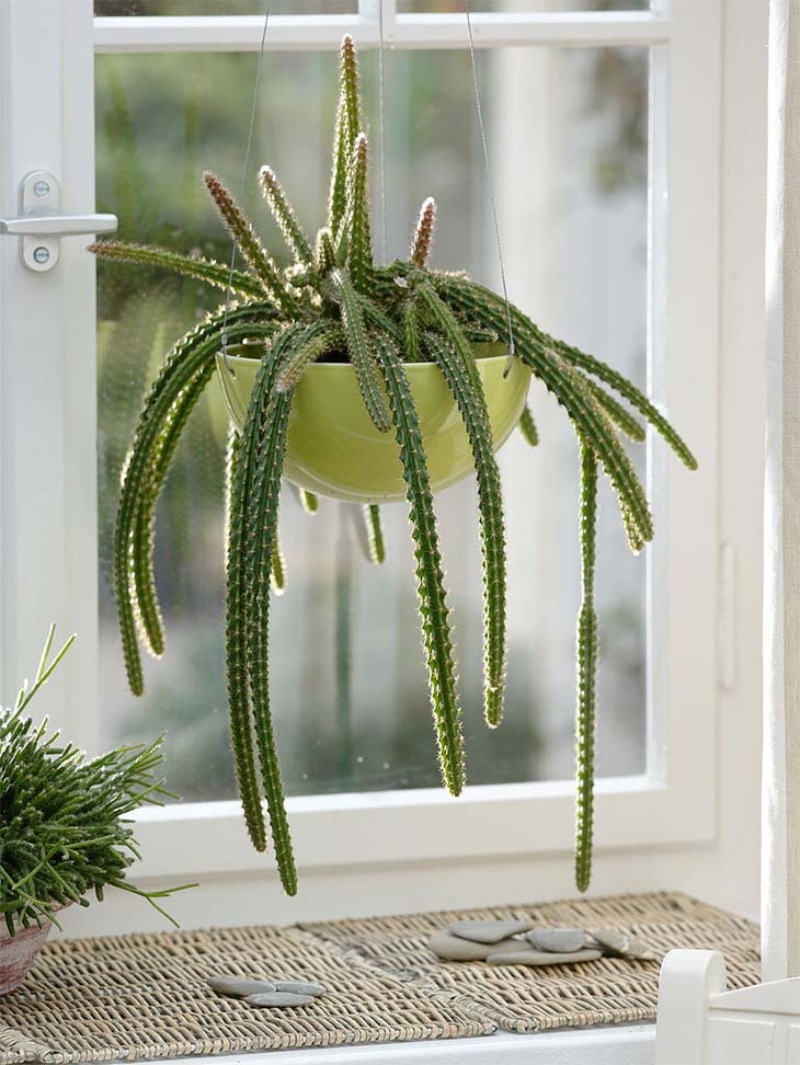 Cactus serpent suspendu près d'une fenêtre