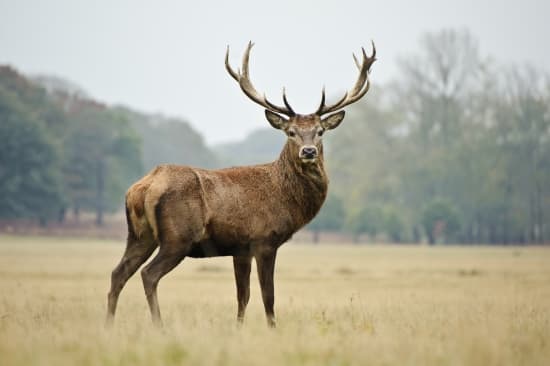 Cerf élancé symbolisant la liberté
