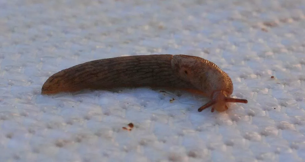Limace sur une plante d'intérieur dans une pièce humide