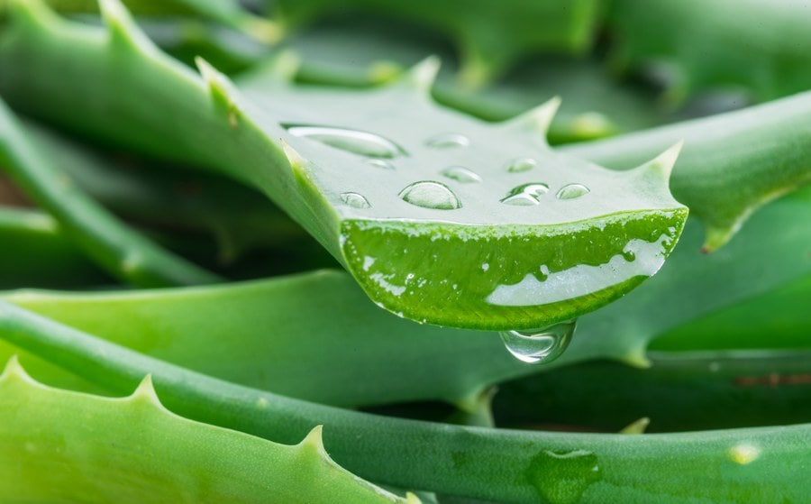 Feuille d'aloe vera coupée en deux