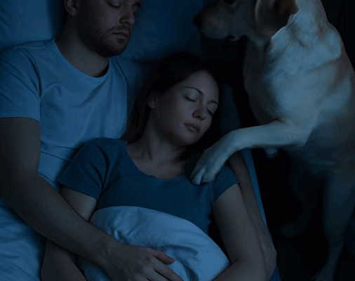 Chien labrador alerte la nuit