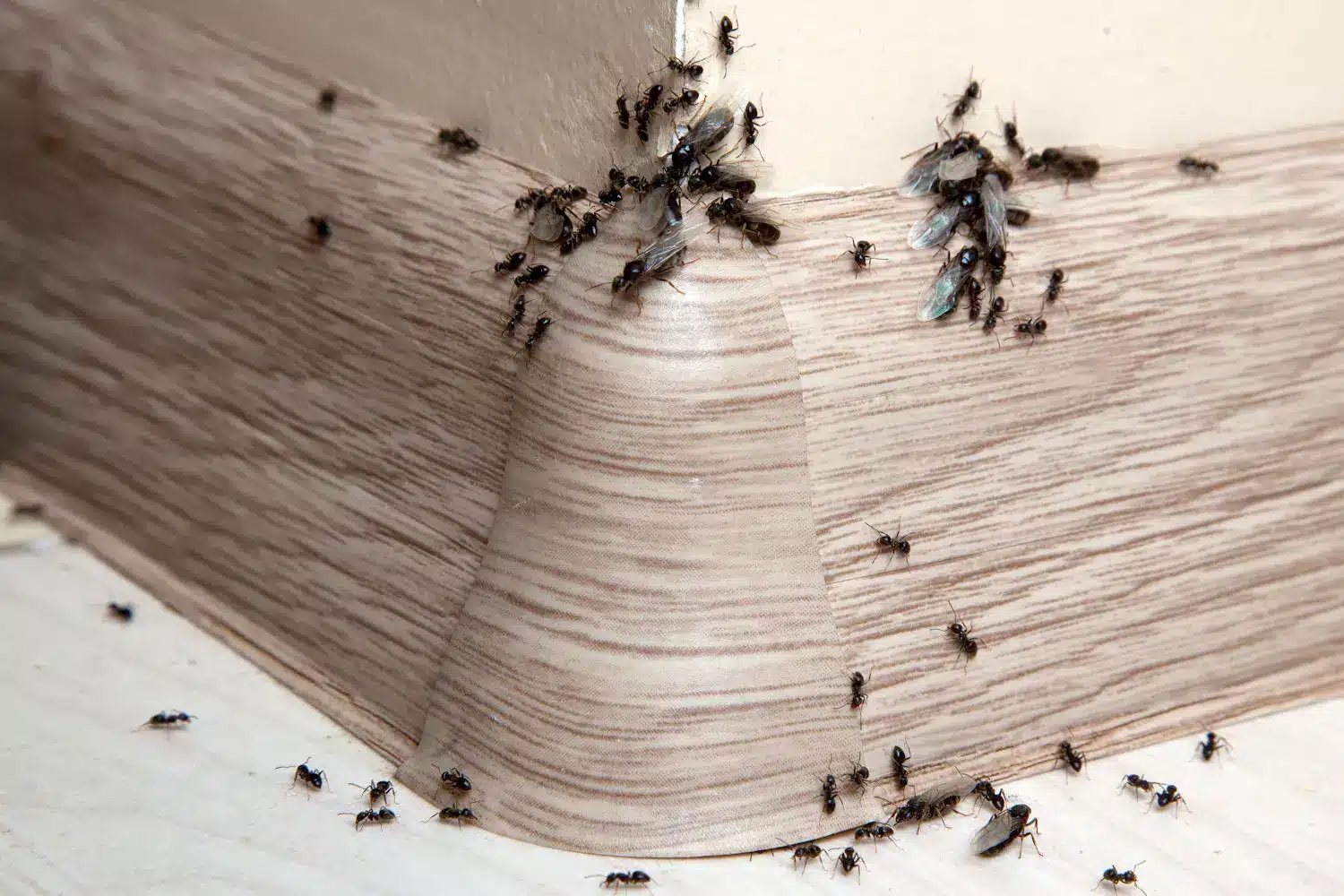 Fourmis en formation