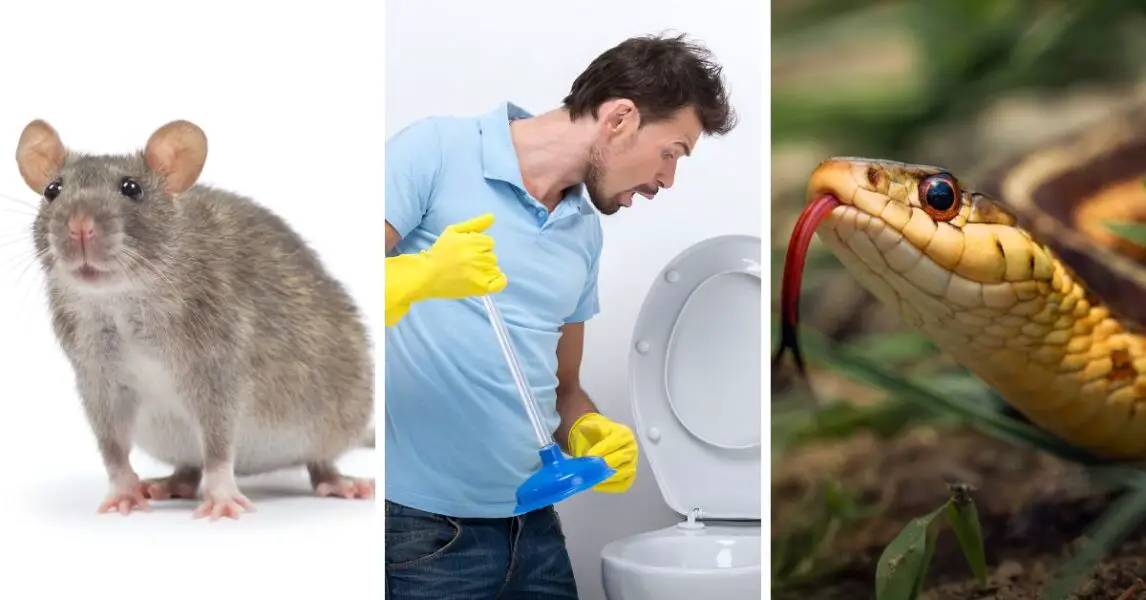 Illustration d'animaux dans des canalisations