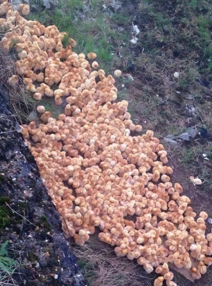 Sphères dorées dans la forêt