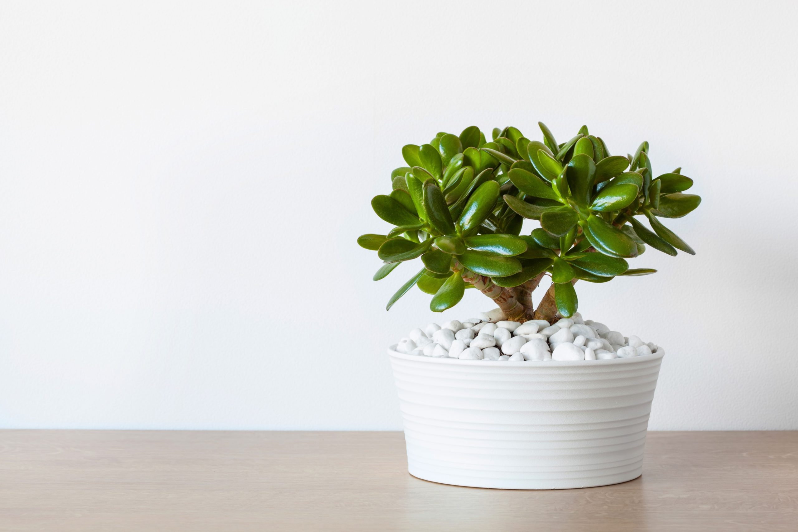 Crassula ovata en pot