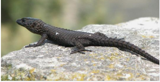 Reptile noir observé dans la nature