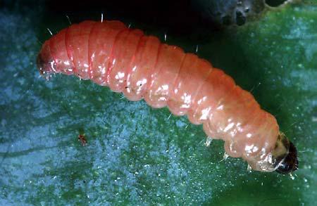 Insectes dans les textiles