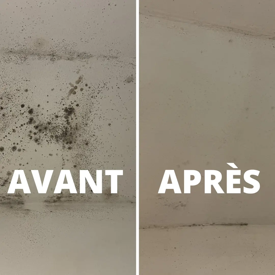 Produits naturels contre la moisissure