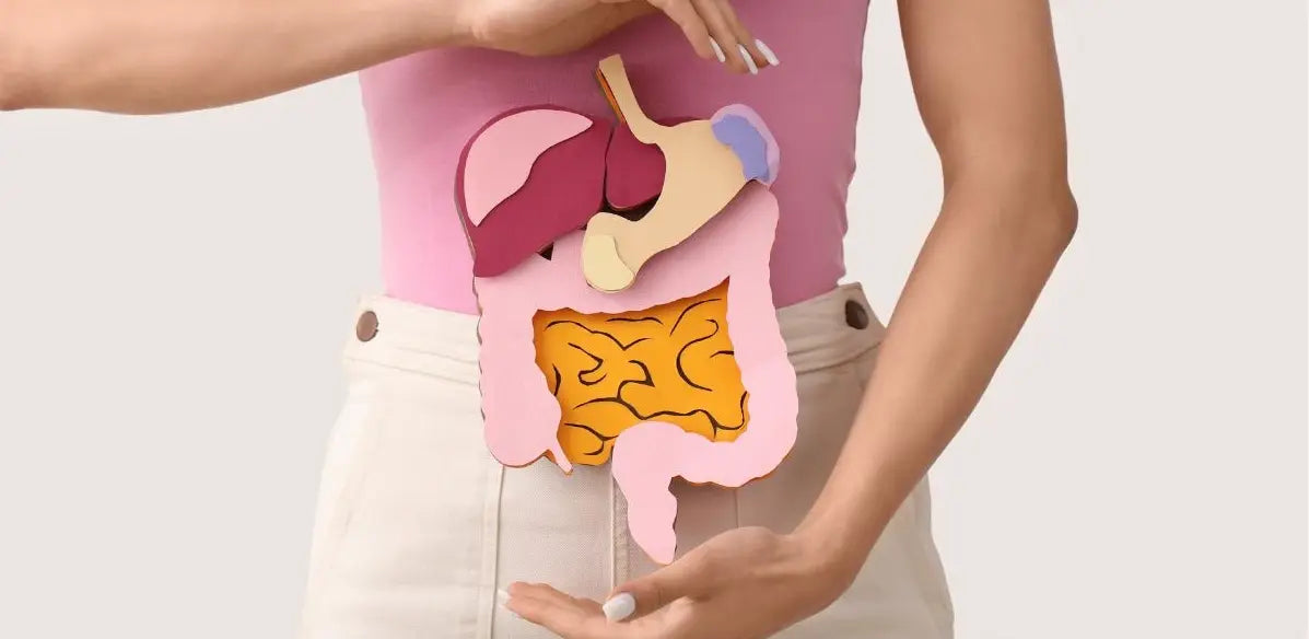 Processus de digestion