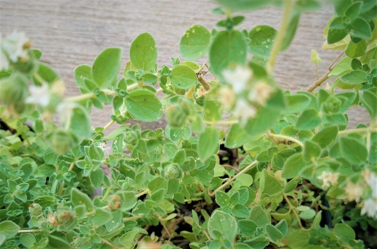 Culture d'origan dans un jardin potager