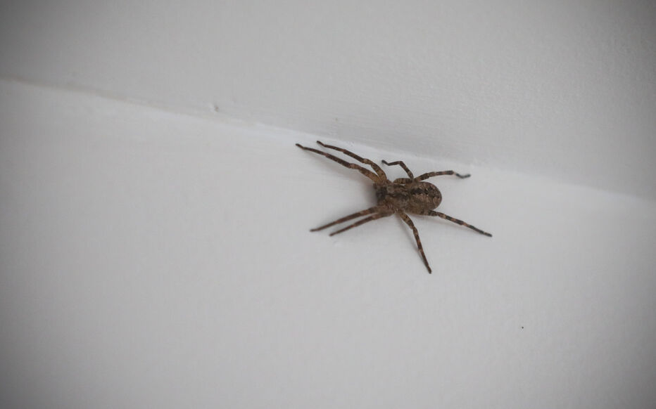 Araignée tissant sa toile