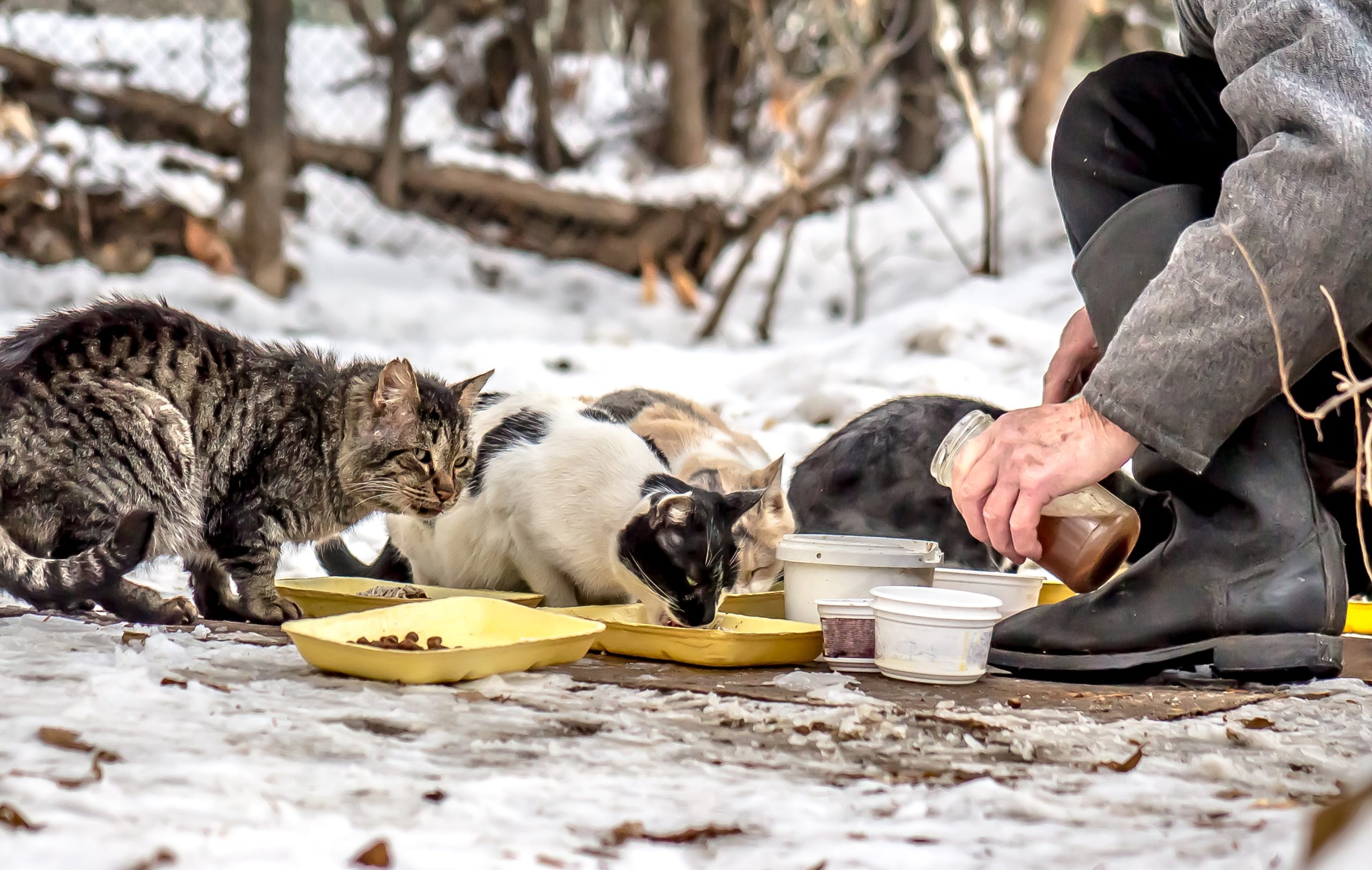 Personne aidant des chats errants