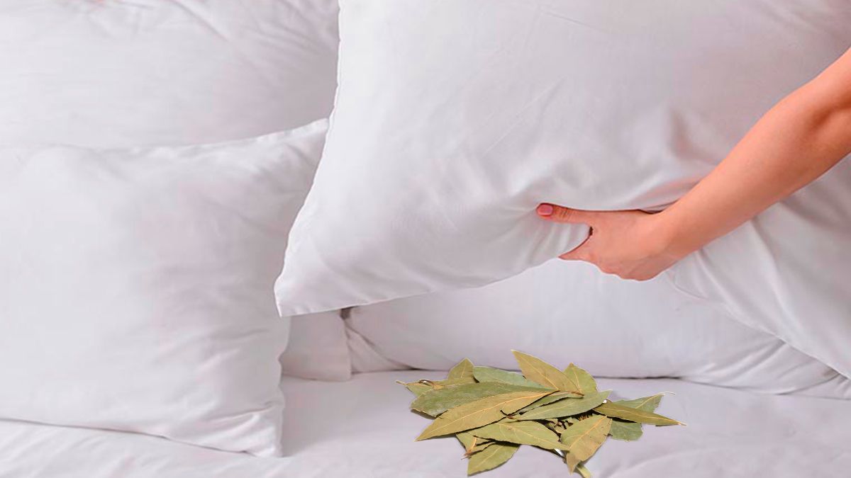 Feuille de laurier placée délicatement sous un oreiller en coton blanc