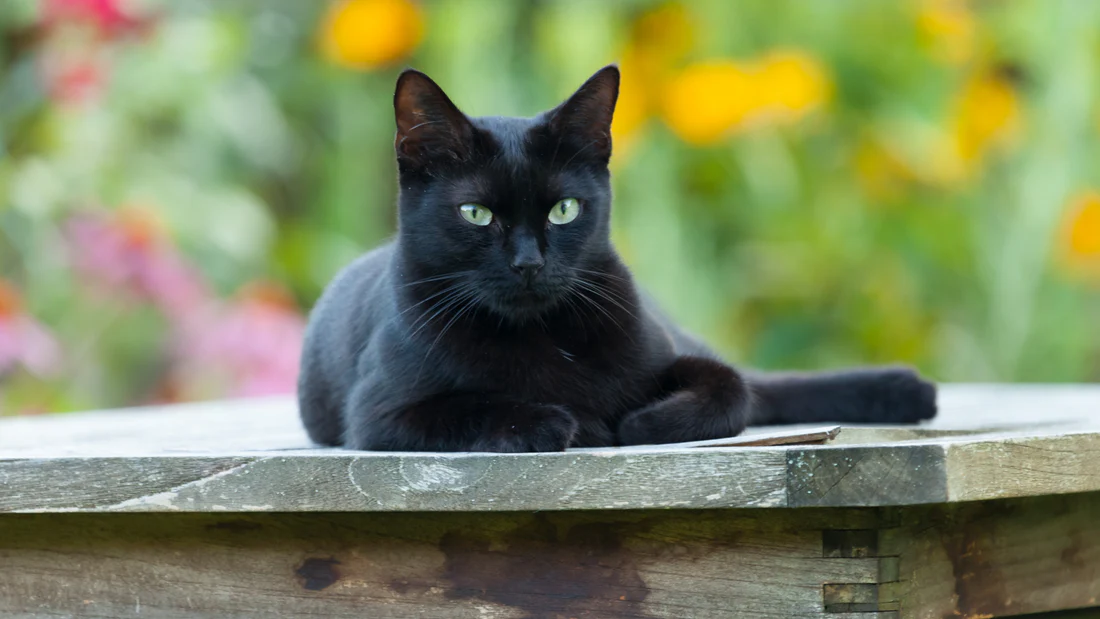 Magnifique chat noir aux yeux perçants
