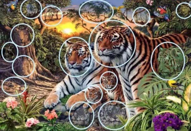 Réponse à l'énigme des tigres