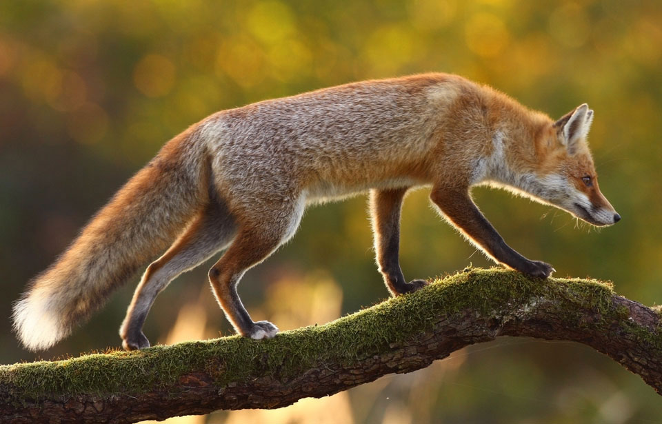 Renard roux dans un champ