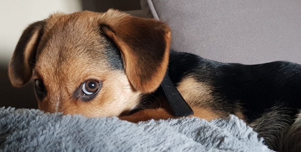 Chienne protectrice dans une maison
