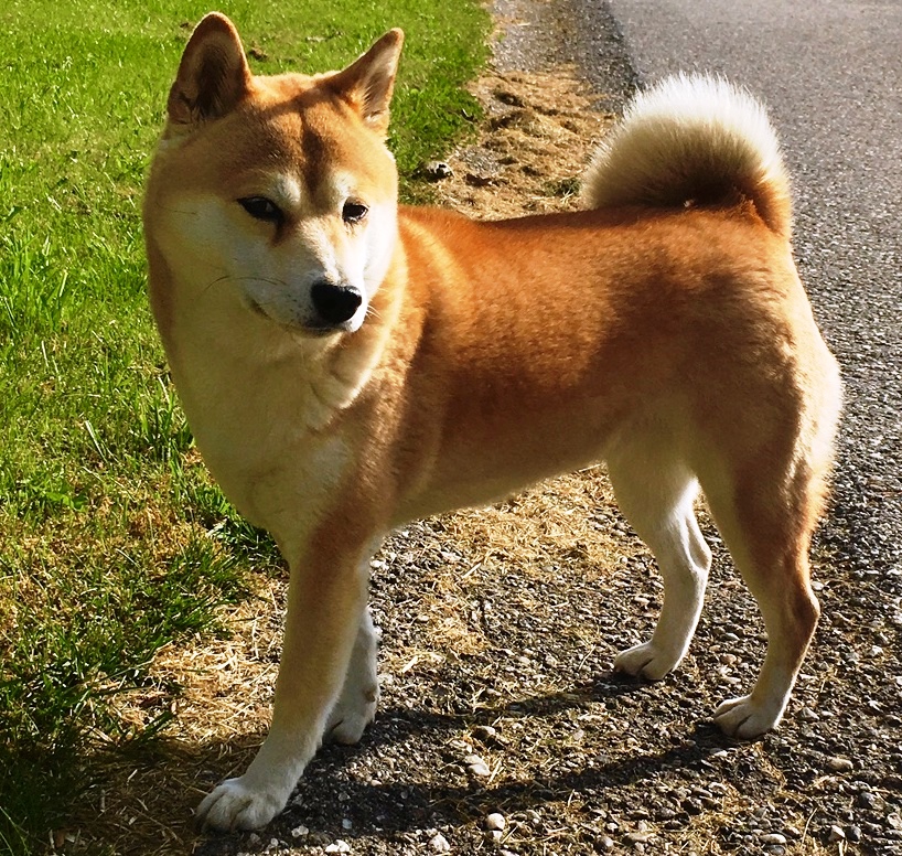Hachiko sous la neige