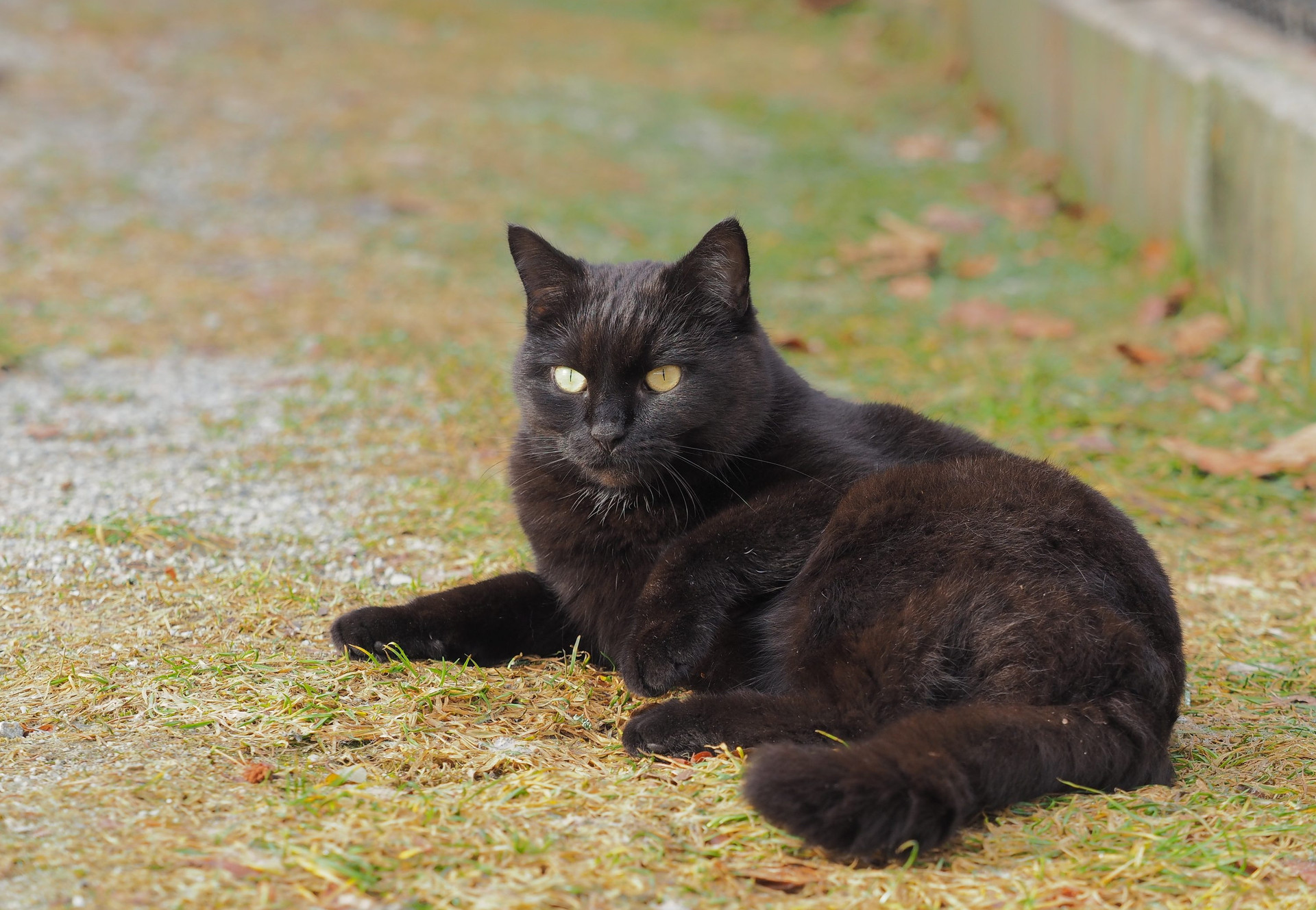 Chat noir jouant dans l’herbe