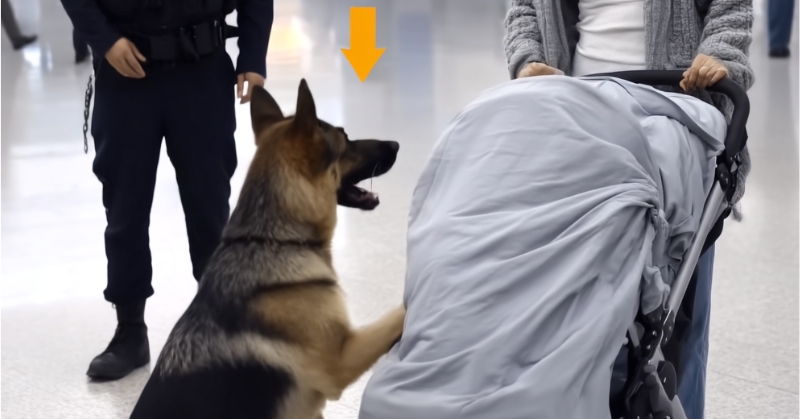 Chien policier reniflant une poussette suspecte à l'aéroport