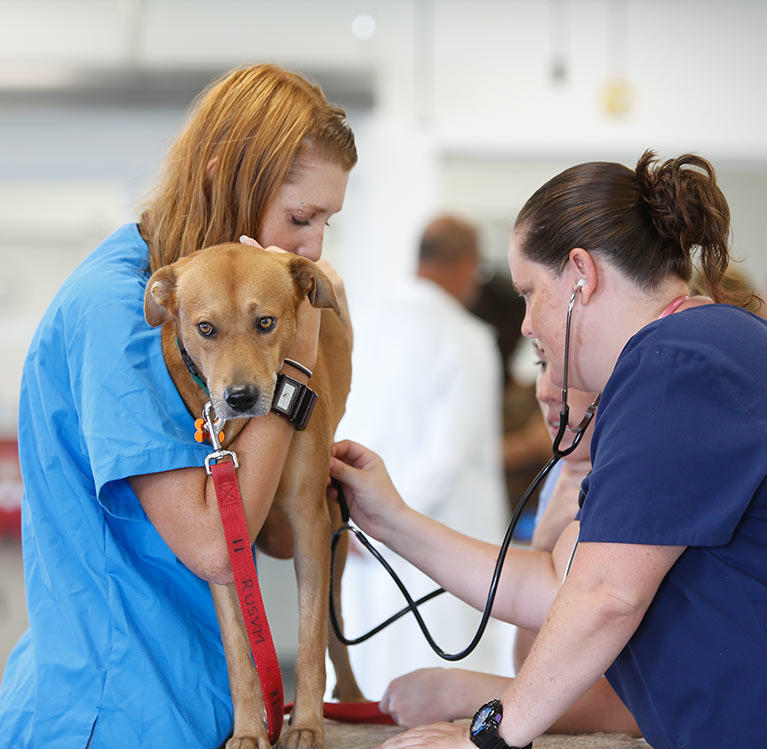 Chien en consultation vétérinaire