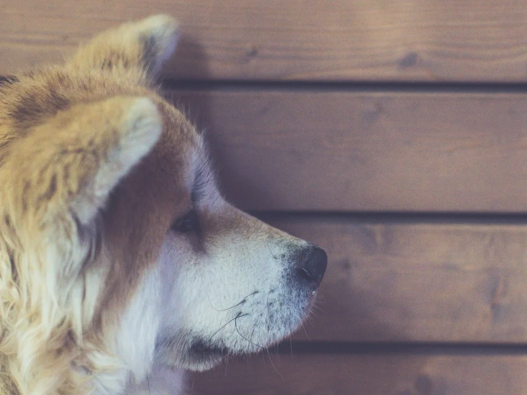Chien de race Akita présentant un comportement anormal