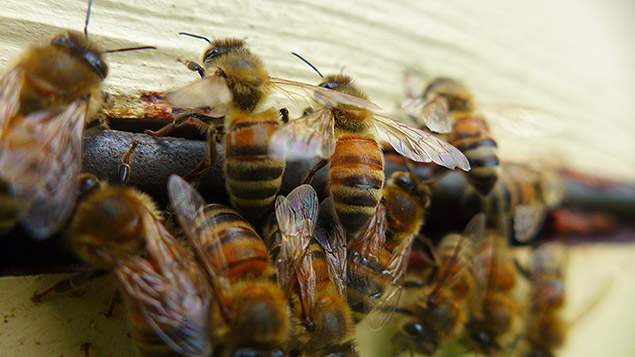 Abeilles en groupe pacifique