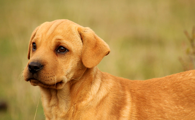 Moment de complicité entre un enfant et son chien