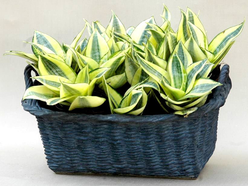 Sansevieria décorant élégamment un intérieur moderne