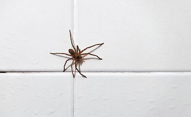 Araignée sur un mur