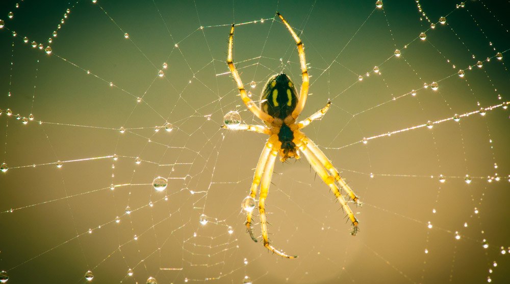 Araignées dans leur habitat naturel