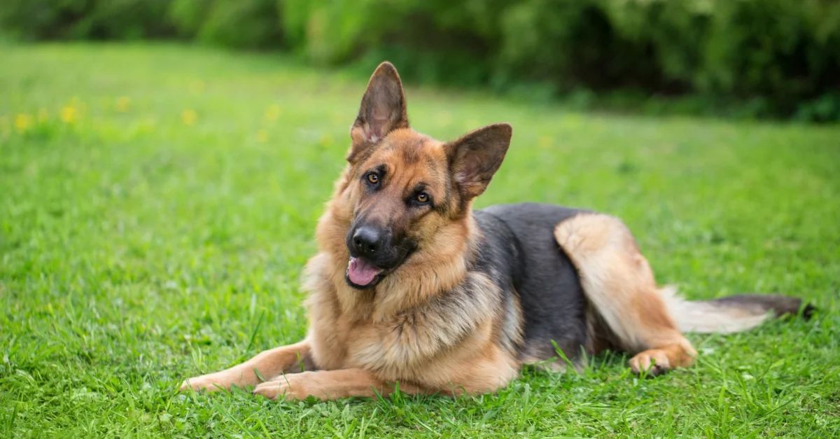 Vieux chien de berger couché