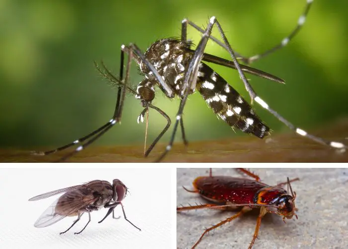 Insectes nuisibles