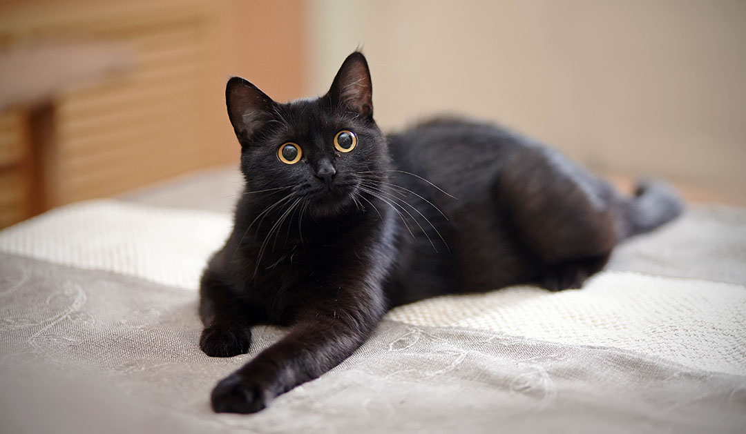 Chat noir de race American Shorthair