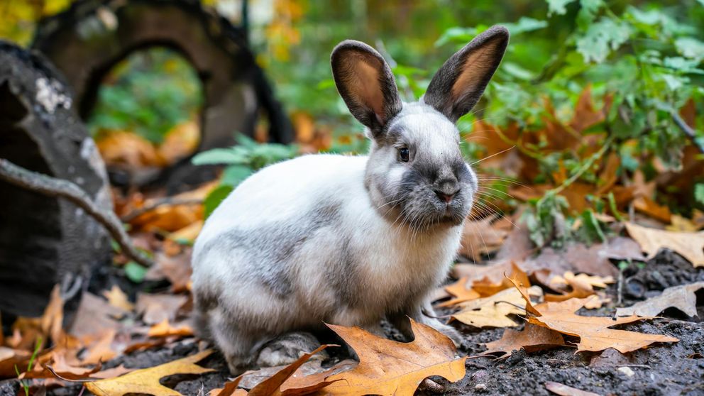 Lapin allongé sous un arbre, corbeau perché