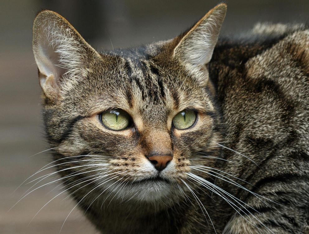 Oiseau chantant près d'un tas de fumier, chat à l'affût