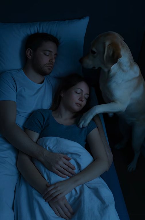Chien en alerte dans une chambre