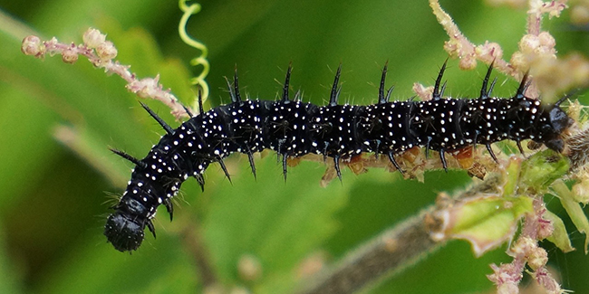 Chenille noire et épineuse en phase de croissance