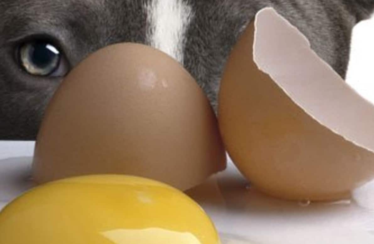 Chien mangeant des coquilles d'œufs broyées
