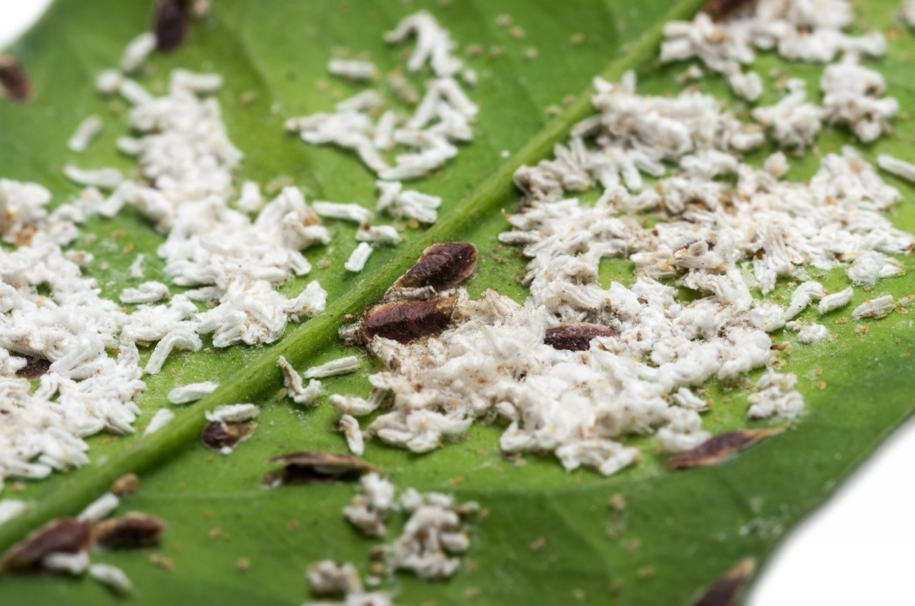 Plantes infestées de parasites