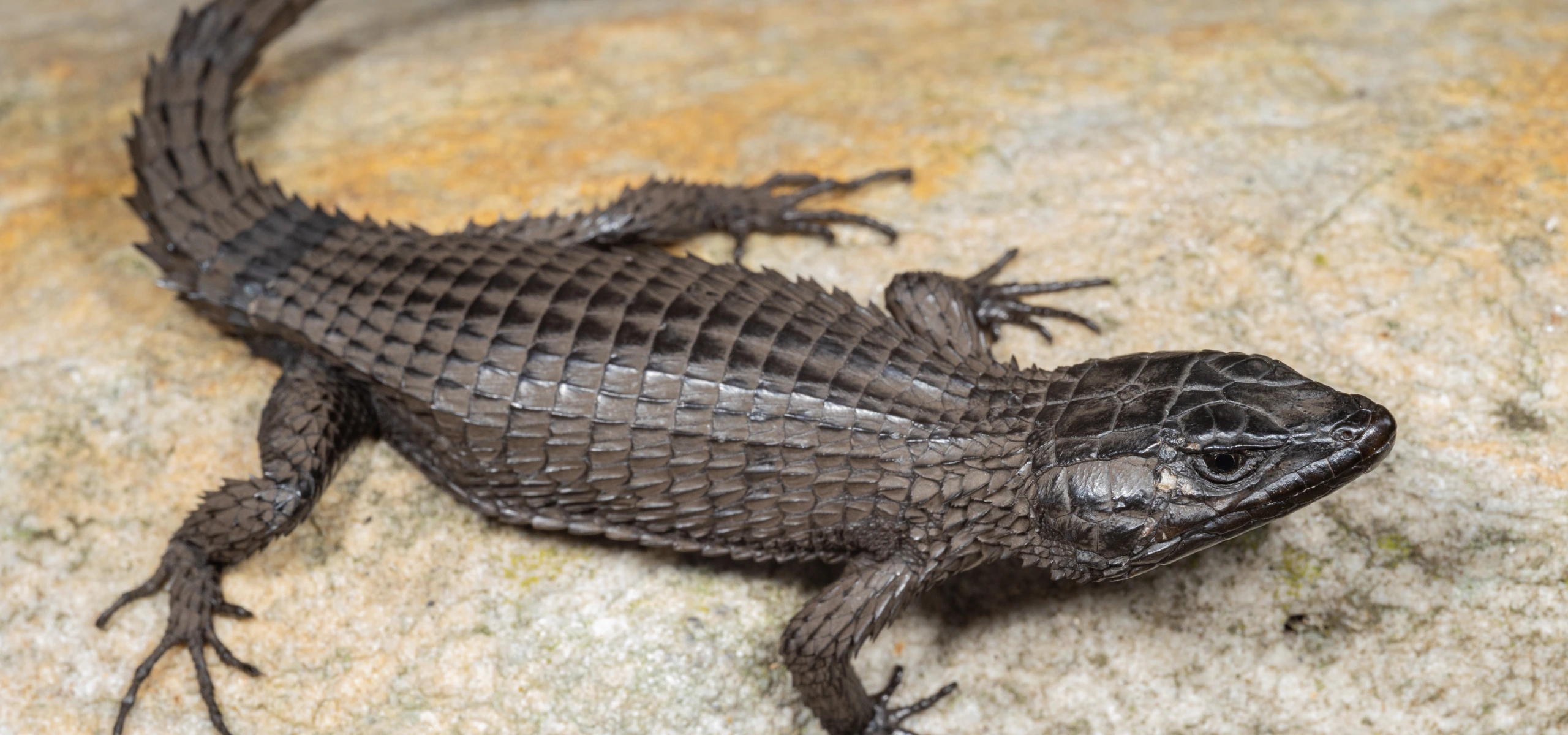 Cordylus niger, aussi appelé dragon des falaises