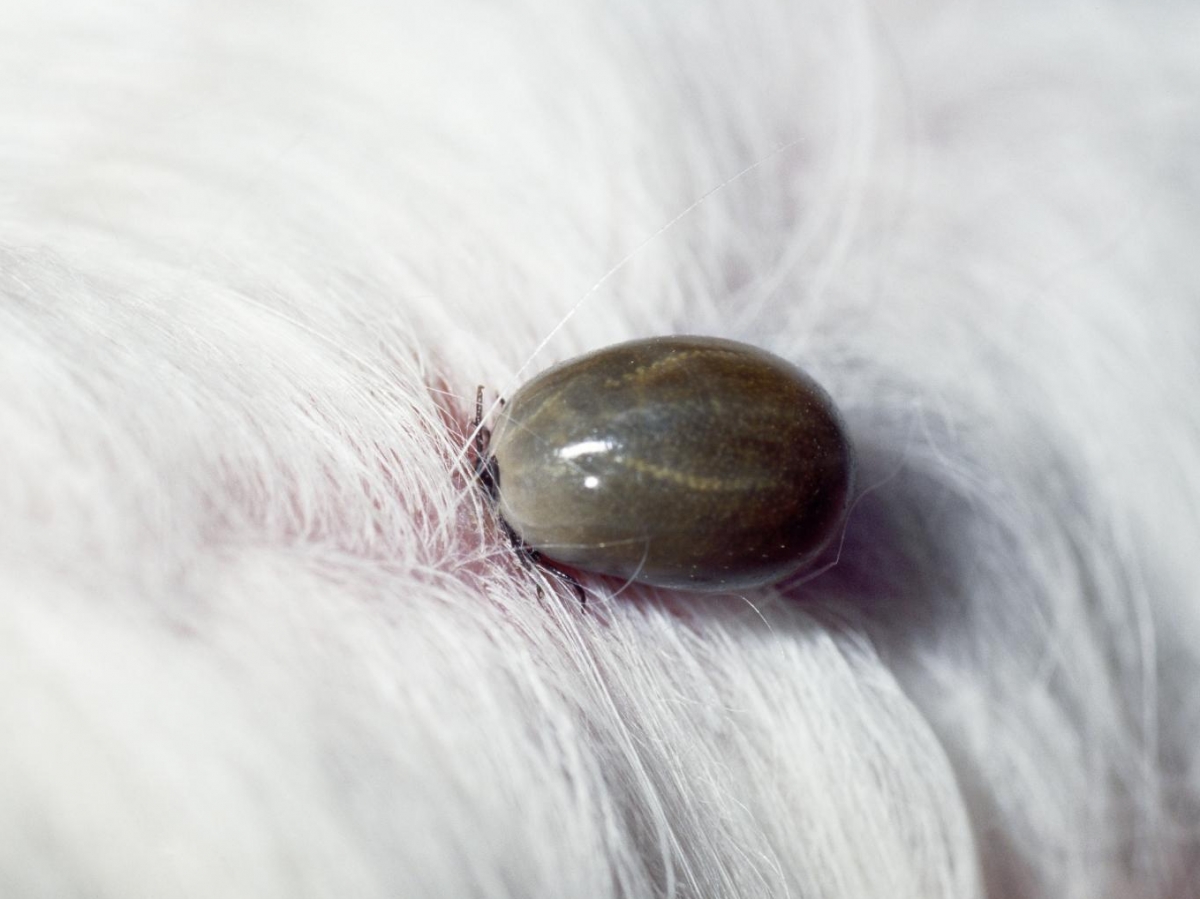 Tique agrandie au microscope