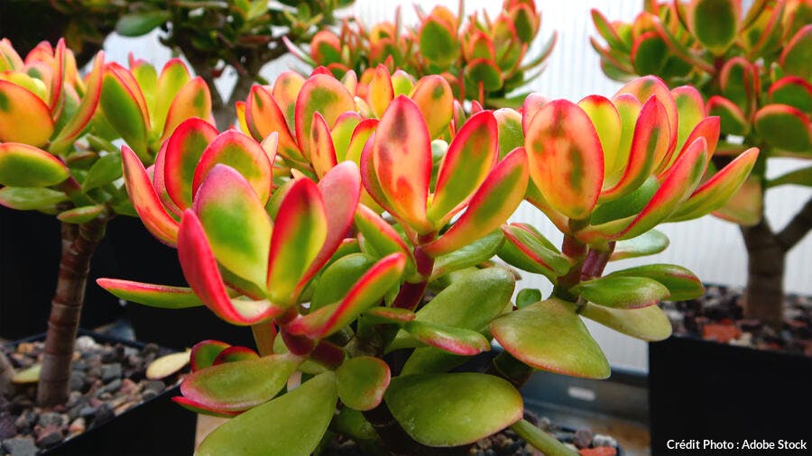 Utilisations de la Crassula